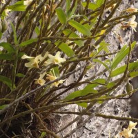 Dendrobium crumenatum Sw.